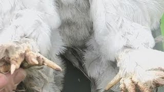 How To Treat Chicken Mites [upl. by Eatnwahs]