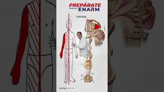 Lesiones cerebrales Corticales y Subcorticales 🧠 Parte 2 enarm medicinageneral enarm2024 [upl. by Einegue]