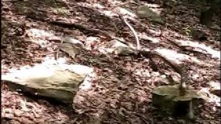 Pressley Ridge Ohiopyle  Mini Tour  pt 12 [upl. by Anerual298]