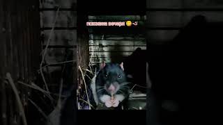 Корисна вечеря залог здоровя вашого улюбленця animals хомяк крысята rat hamster личинка pets [upl. by Stu]