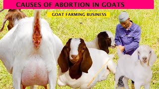 How to Stop Abortion in Goats  2024 detailed Video [upl. by Tootsie119]