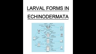 LARVAL FORMS OF ECHINODERMATA BY BALRAM SAIN [upl. by Anaes]