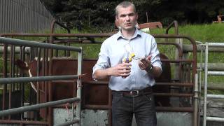 Cattle injections with Sterimatic system for safer cleaner injections [upl. by Aiksa]