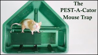 The PESTACATOR Live Catch Mouse Trap Major Fail  Mousetrap Monday [upl. by Sarita]