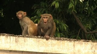 Hombres mono para alejar a los macacos [upl. by Prowel]