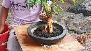 BONSAI  KALIANDRA Calliandra Surinamensis [upl. by Aihsemot]