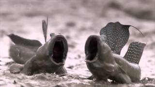 Mudskippers screaming fish Wait for it [upl. by Aniwde]