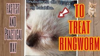 How to treat Cat ringworm in easiest and practical way [upl. by Suki324]