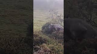 Bedlington Whippets hunting Brutus doing his greyhound impression 😊 [upl. by Aeli]