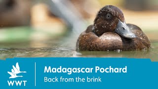 Madagascar pochard  back from the brink  WWT [upl. by Grati]