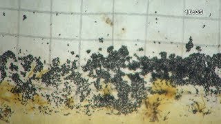 Quadra chuvosa favorece proliferação do aedes aegypti  Jornal da TVC [upl. by Nyral20]