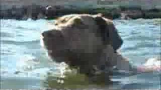 Chesapeake Bay Retriever Go Swimming [upl. by Leirol]