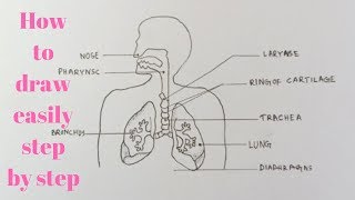 How to draw diagram of human Respiratory system easily  step by step [upl. by Adnih]