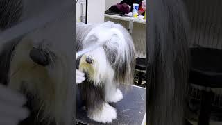 Bearded Collie Comb Out [upl. by Fairweather270]