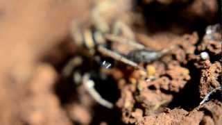 עכביש זאב זאבן טורף  wolf spider lycosidae preying [upl. by Ataner979]