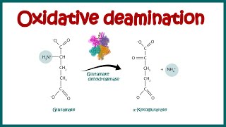 Oxidative Deamination  Oxidative and nonoxidative deamination  amino acid catabolism [upl. by Eimareg]