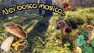 🐿️✨🌲🧚🍄NEL BOSCO FATATO🍄 ALLA RICERCA DI FUNGHI🍄‍🟫🧚🌲End of Summer foraging🍓✨ [upl. by Deeas179]