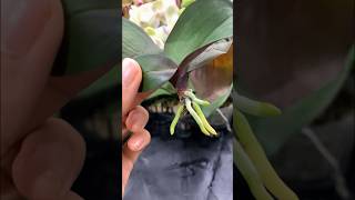 Growing orchids in plastic bottles and surprising results garden [upl. by Ajad]