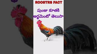 Interesting fact about roosters [upl. by Town]