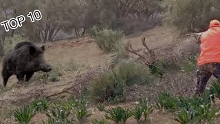 TOP 10 Herd Wild Boar  Wild Boar Hunting  Chasse Sanglier au Maroc  Partie 4 [upl. by Arrak568]