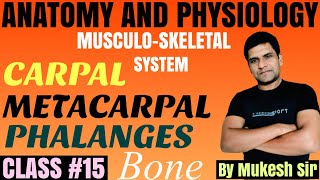 CARPALMETACARPALPHALANGES BONES II MUSCULOSKELETAL SYSTEM II CLASS 15 II ANATOMY AND PHYSIOLOGY I [upl. by Nevek]