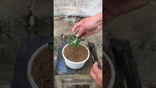 Trying to propagate Alocasia Polly by leaves shorts [upl. by Conney]