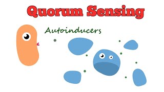 Quorum Sensing [upl. by Naanac]