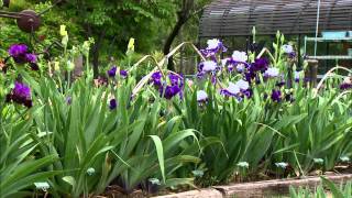 Iris Breeding at Stout Gardens [upl. by Tutto]