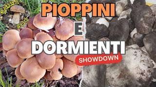 Funghi Dormienti e Pioppini 2024 quotTra Abeti Bianchi di Montagna e Pioppi Neri di Pianura quot 💊 [upl. by Atokad]