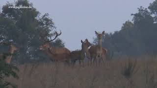 Der Kampf der beiden Platzhirsche  Jagd zur Hirschbrunft in Masuren [upl. by Ientruoc]