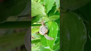 nature insects snail amazing [upl. by Publea111]