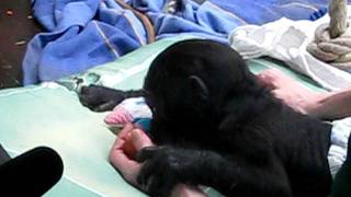 Adorable baby gorillas at the Stuttgart Zoo [upl. by Novyat]