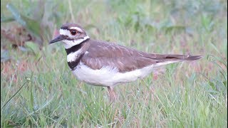 Killdeer call song [upl. by Nnaik]