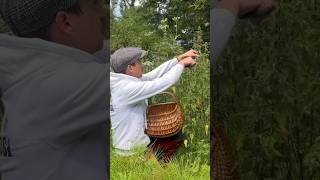 Stinging Nettles or Energy Drink foraging stingingnettle nettle foragedfood wildfood forager [upl. by Zannini]