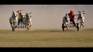 Bullock Cart Racing [upl. by Nnylsia838]