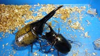 Big Beetle Battle  The Hercules Beetle is the strongest insect [upl. by Olegnalehcim259]