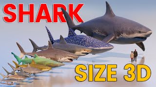 3D Living and Extinct Sharks Size Comparison  Megalodon Vs Great White Shark [upl. by Notsnorb183]