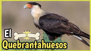 Ave CARACARA QUEBRANTAHUESOS Mini Documental del Carancho [upl. by Darwen]