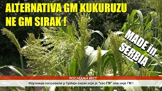 PRVI NA SVETU ALTERNATIVA GM kukuruzu  NAPRAVLJENA U SRBIJI  PITOMI SIRAK OTPORAN NA HERBICIDE [upl. by Sukin]