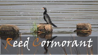 Reed Cormorant Microcarbo africanus Bird Call amp Video  Water Bird Videos  Stories Of The Kruger [upl. by Kere801]