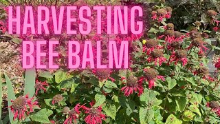 Harvesting Bee Balm Flowers Seeds and Leaves Monarda Didyma [upl. by Carolyn988]