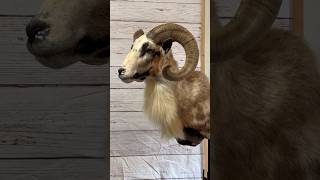 Taxidermy Ram assembly 🐑 taxidermy ram taxidermyart [upl. by Normand315]