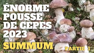 Cèpes le SUMMUM part1  quelle incroyable pousse  Saison des cèpes 2023 cèpes champignons [upl. by Aissila514]