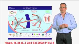 In vitro microtubule growth  Anthony Hyman MPI  CBG [upl. by Couture]