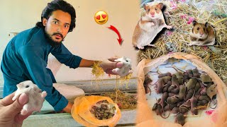 Hamster k 45 Bache Agye😨 Local Hamsters🐹 Hamster Babies [upl. by Hillard]