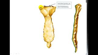 Anatomía del Esternón [upl. by Eiuqnimod]