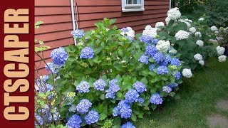 4 HYDRANGEAS IN 4 MINUTES [upl. by Josselyn696]