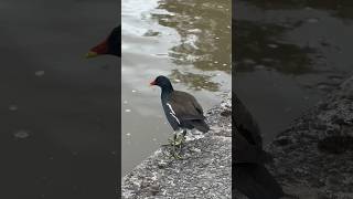 The striking colours beak of a moorhen is mirrored on its leg [upl. by Anert898]