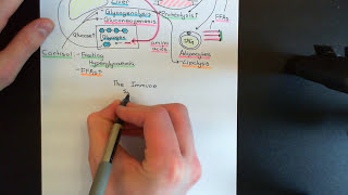 The HypothalamicPituitaryAdrenal Axis Part 5 [upl. by Burack755]