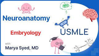 HighYield Neuroanatomy CNS Embryology  USMLE Essentials  Case 9 Review [upl. by Eicak]